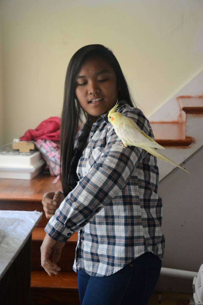 Freshman Kathryn Dela Cruz perches her cockatiel Happy on her shoulder. Dela Cruz has owned Happy for around year, and has taught him how to whistle. She caught her other cockatiel, Tweety, in her backyard with her bare hands. Dela Cruz also manages to balance owning birds and a house cat named Sean, who, according to Dela Cruz, often tries to play with the birds.