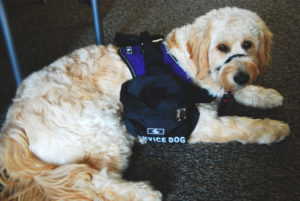 Service dog KitKat smiles for the camera. The one-year-old Goldendooodle goes to a pet store to train to perform service activities. KitKat comforts Thompson every day.