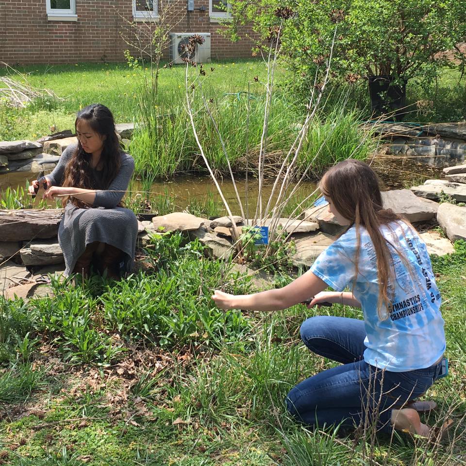 Sophomores Sabrina Hsio and Hannah Kubisch cut the stems from reeds growing in the garden.
